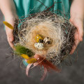 Bird's Nest Custody Arrangements - A Comprehensive Overview